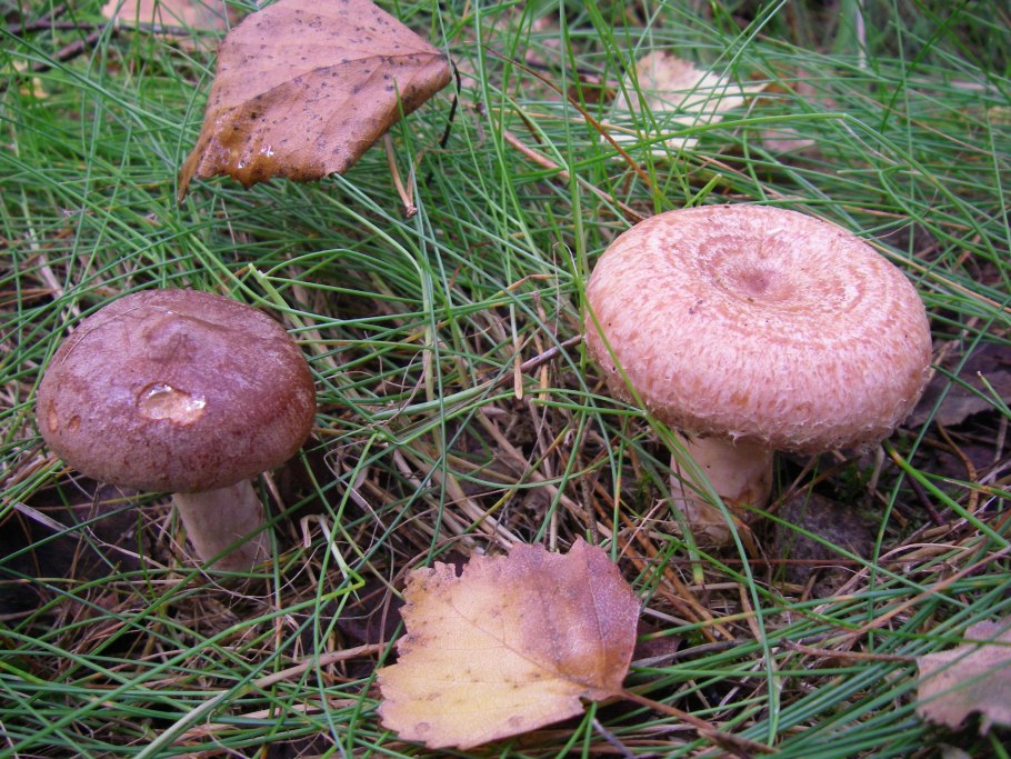 Горькушки серушки