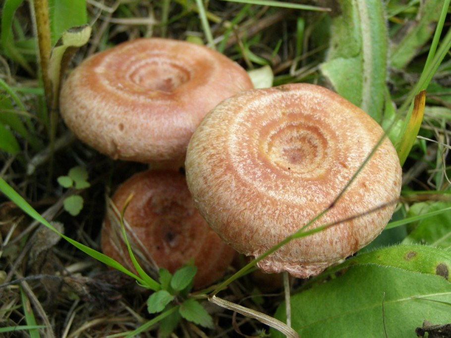 Волнушки грибы