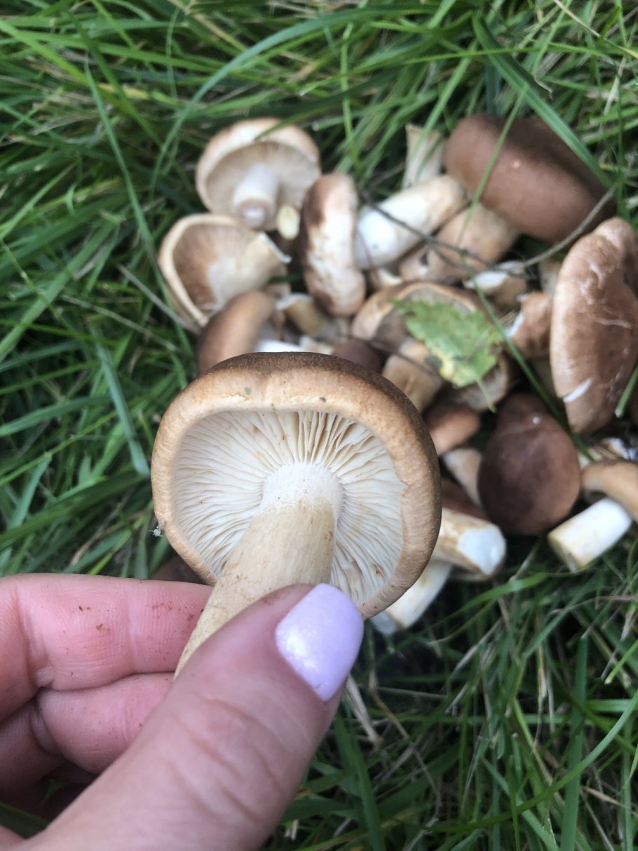 Рядовка коричневая Tricholoma imbricatum