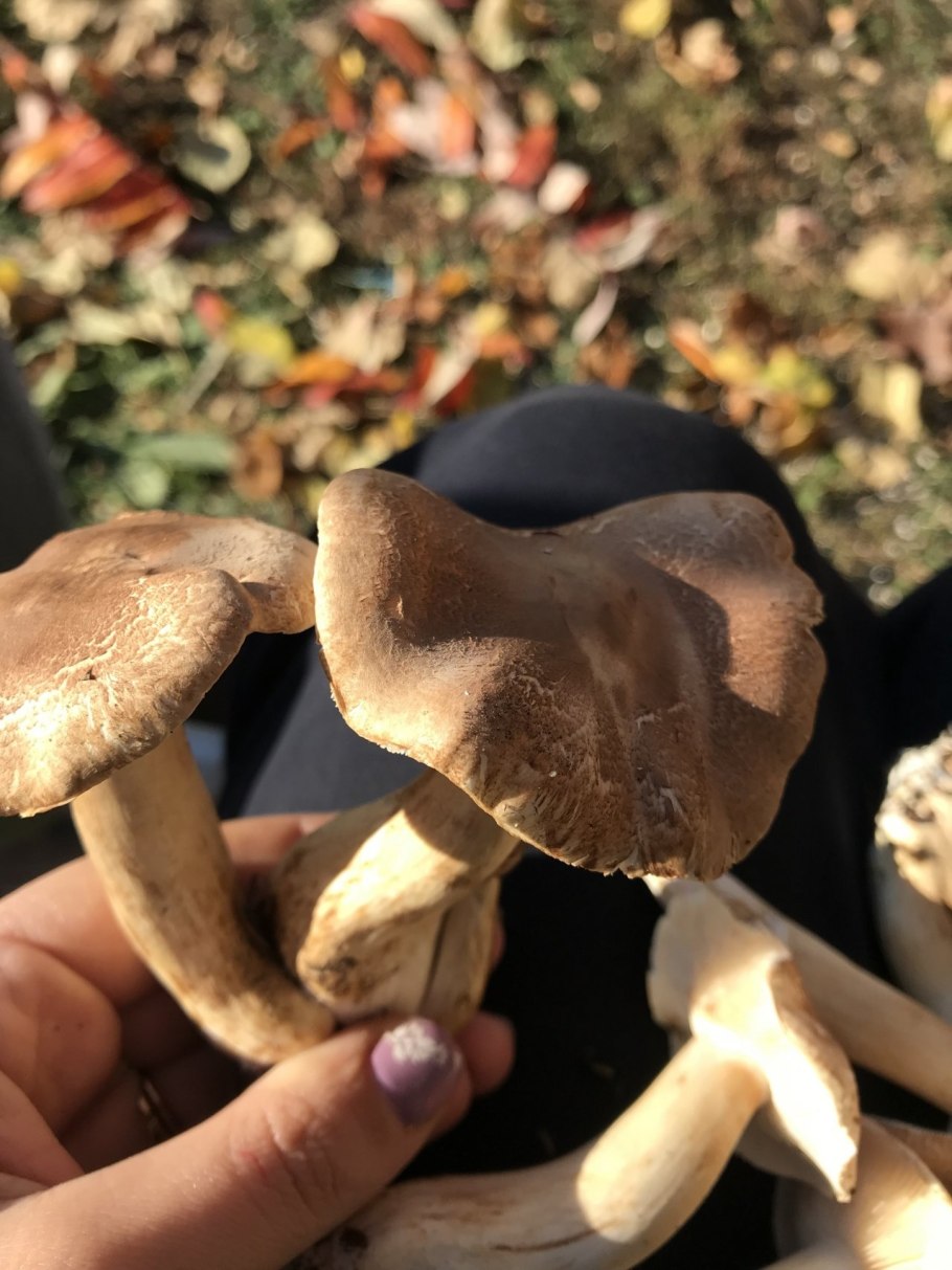 Рядовка Крымская