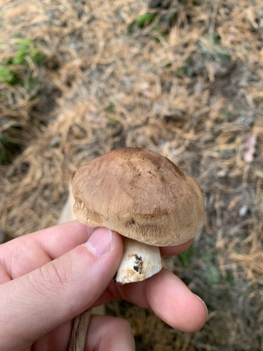Рядовка Чешуйчатая Tricholoma imbricatum
