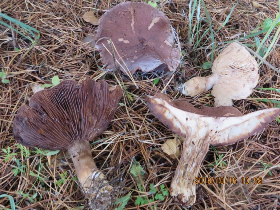 Гриб рядовка чешуйчатая