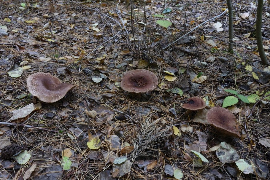 Гриб млечник горькушка