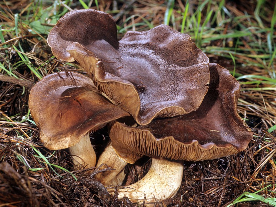 Рядовка коричневая Tricholoma imbricatum