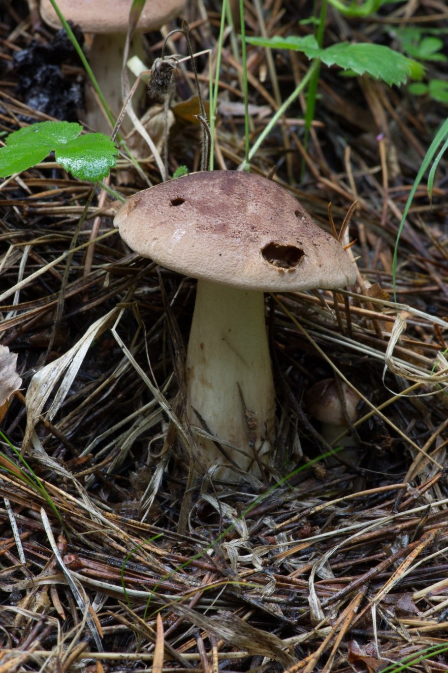 Рядовка Чешуйчатая Tricholoma imbricatum