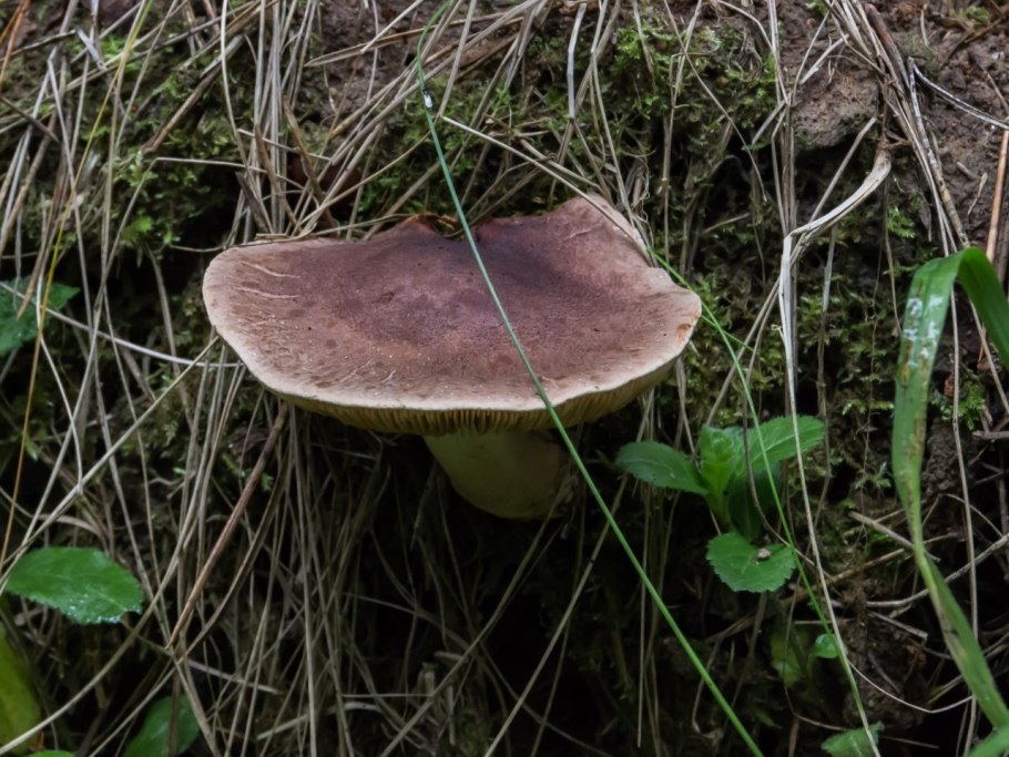 Рядовки сластушки