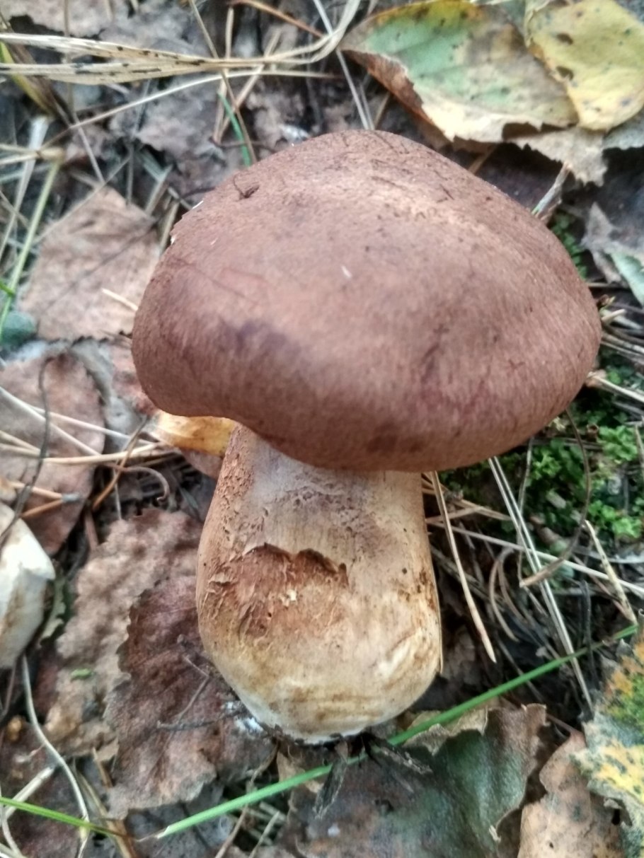 Рядовка Чешуйчатая Tricholoma imbricatum