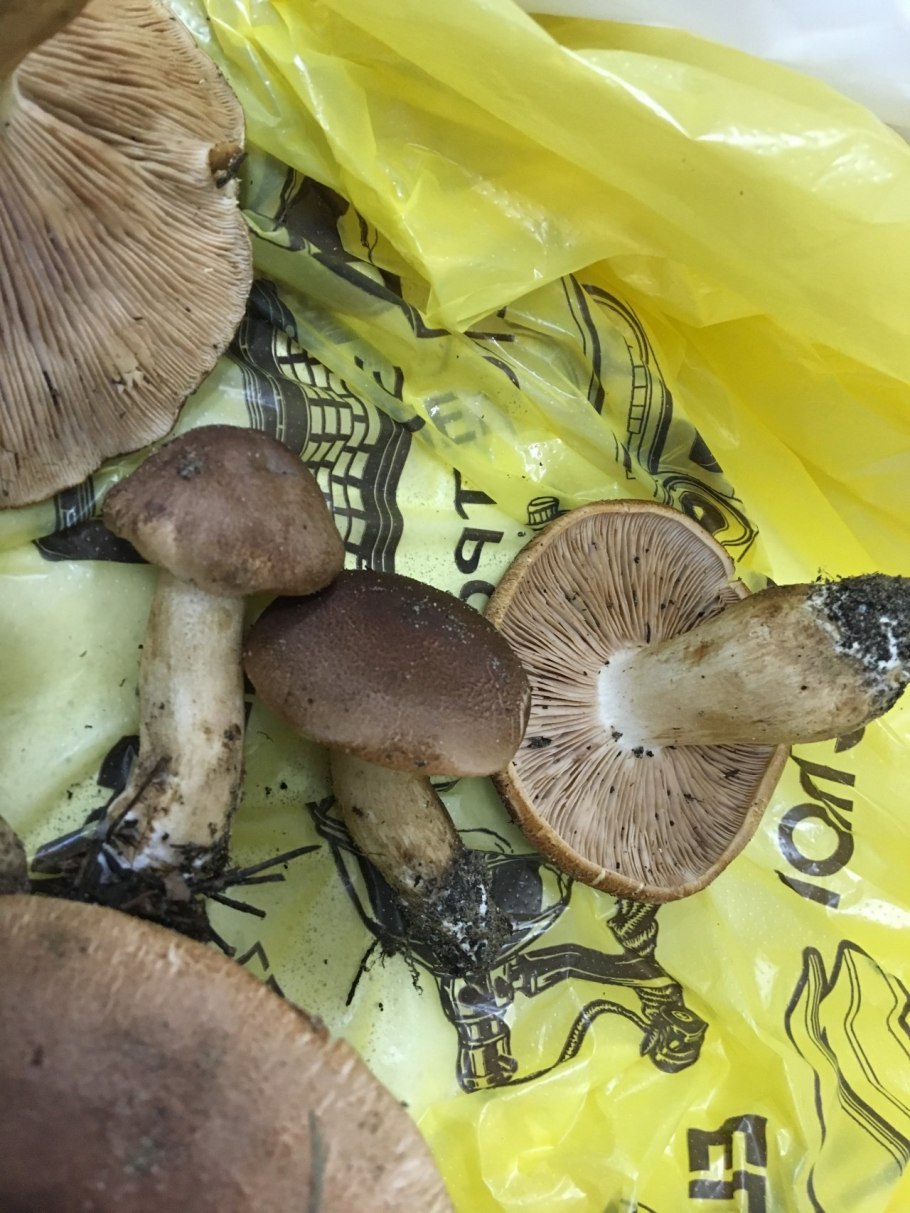 Рядовка сластушка