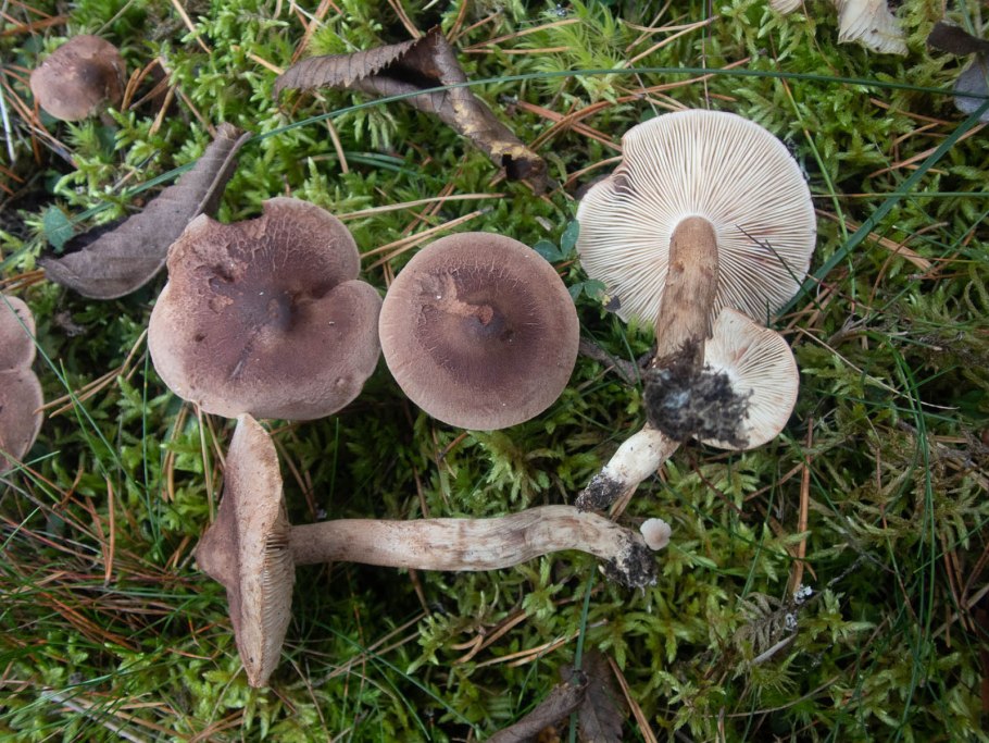 Рядовка коричневая Tricholoma imbricatum
