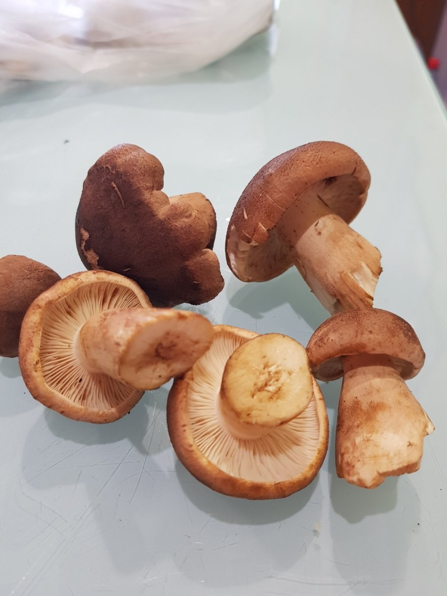 Рядовка коричневая Tricholoma imbricatum