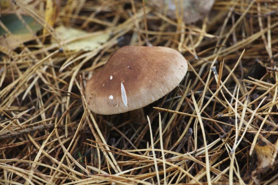 Рядовка чешуйчатая tricholoma imbricatum
