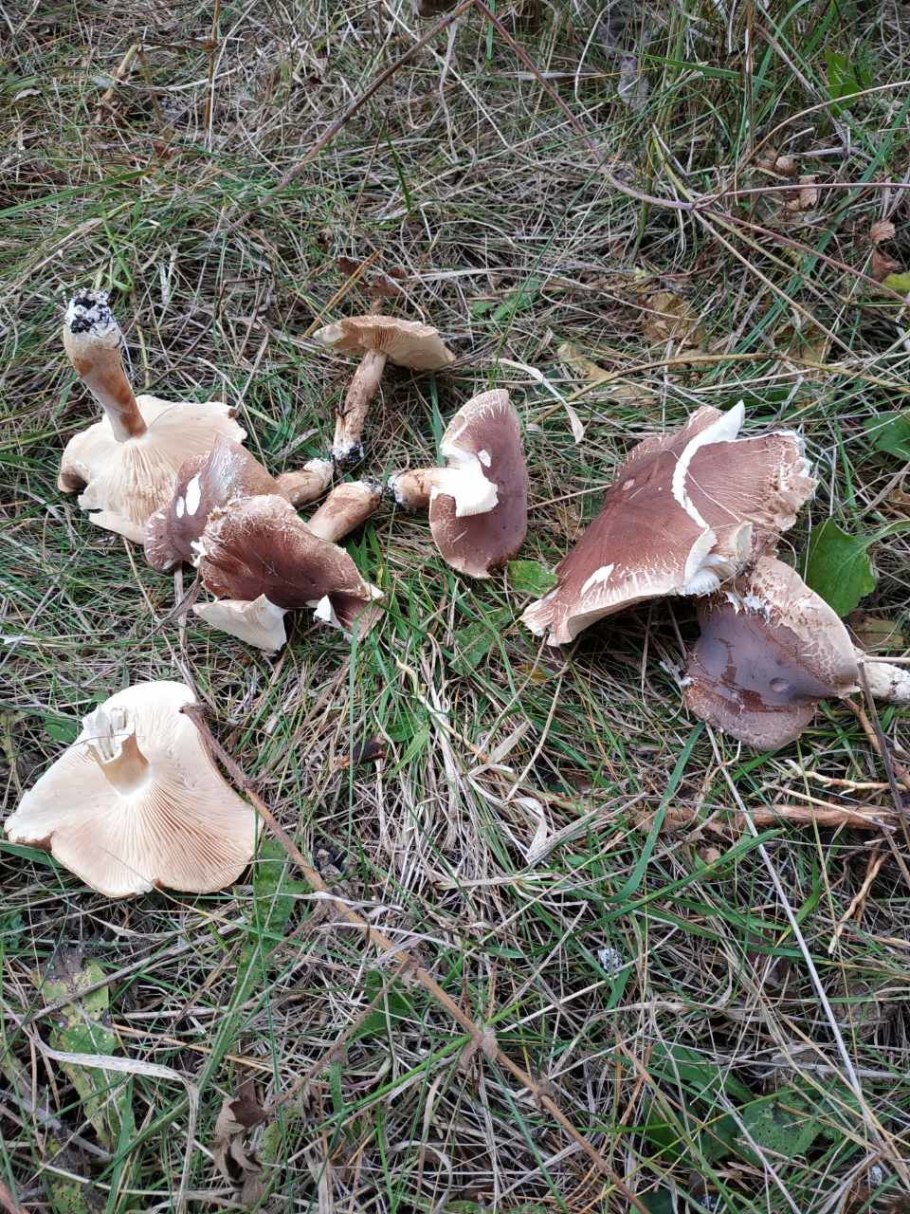 Рядовка грибы Дубовик