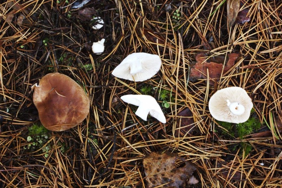 Рядовка Чешуйчатая Tricholoma imbricatum