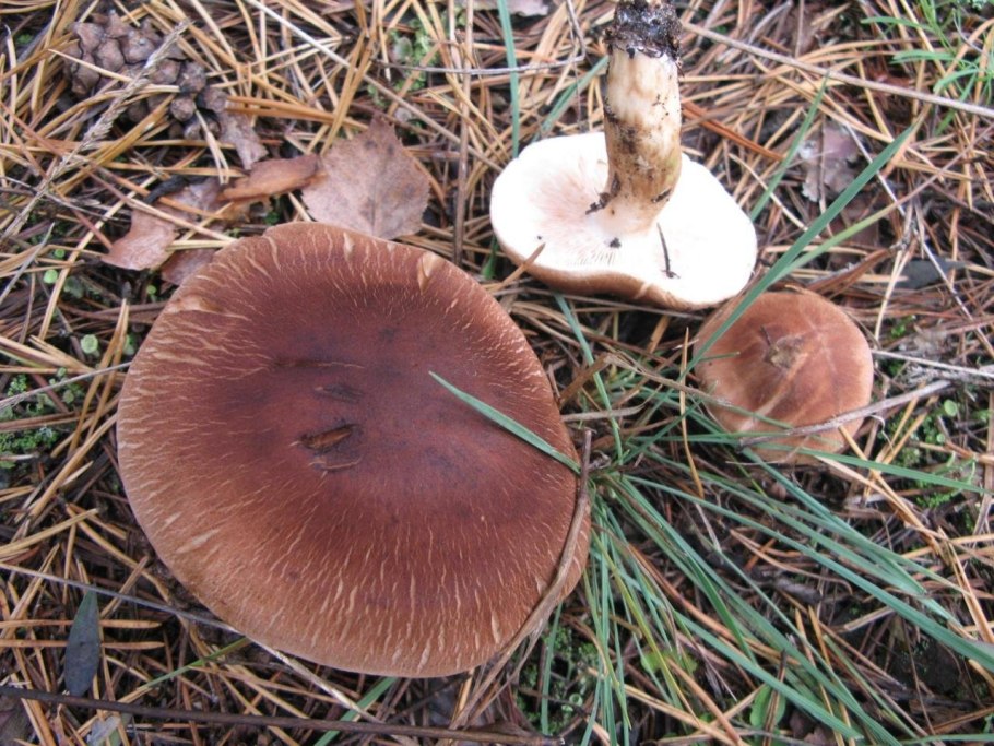 Рядовка Чешуйчатая Tricholoma imbrica