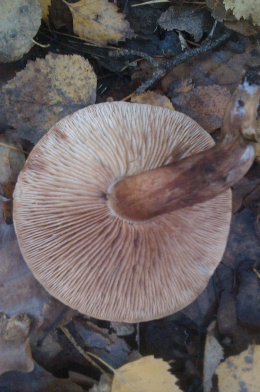 Рядовка коричневая Tricholoma imbricatum