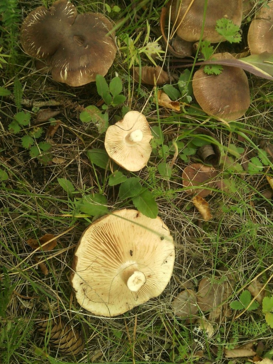 Рядовка Чешуйчатая Tricholoma imbricatum
