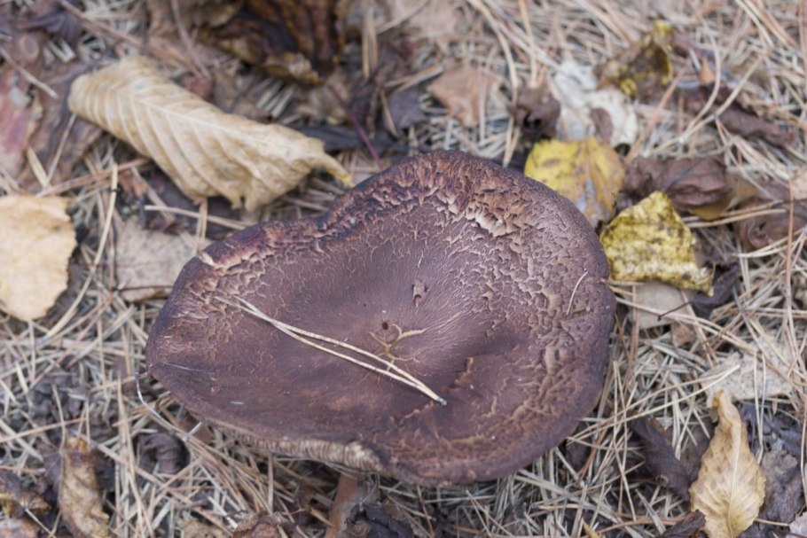 Грибы саратовской области рядовки
