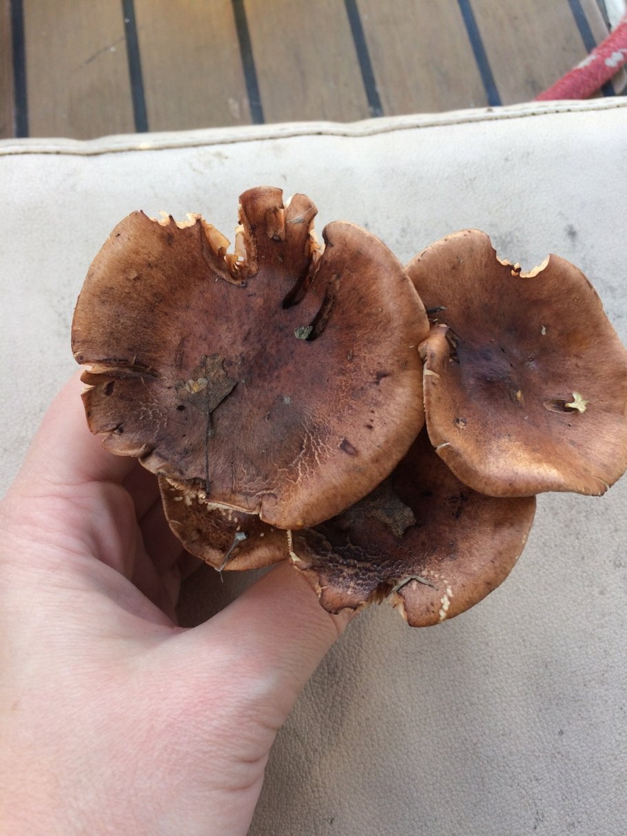 Грибы растущие под елками