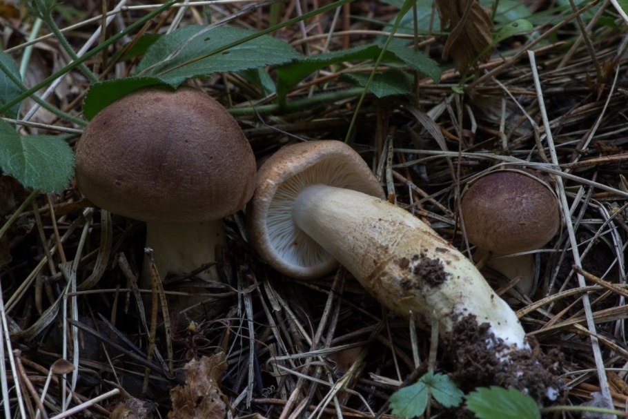Рядовка коричневая Tricholoma imbricatum