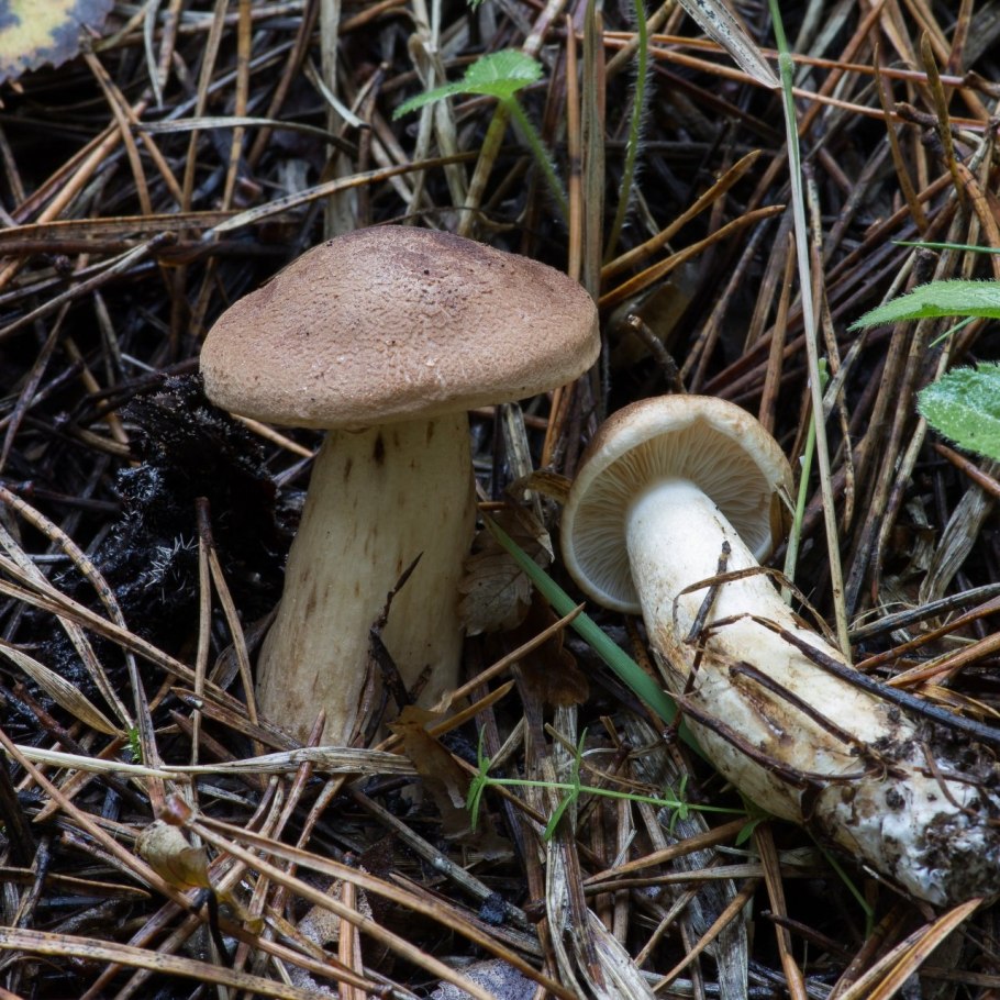 Рядовка Чешуйчатая Tricholoma imbricatum