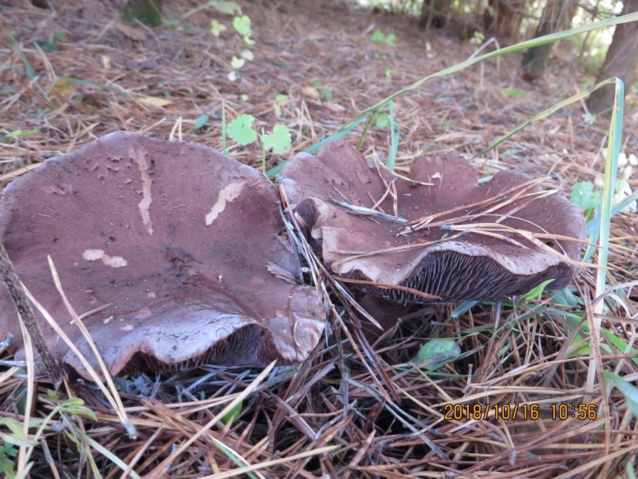 Гриб рядовка чешуйчатая