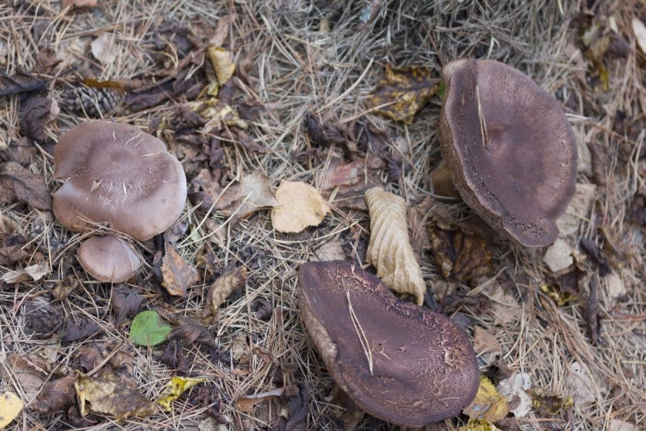 Пластинчатые грибы растущие под сосной