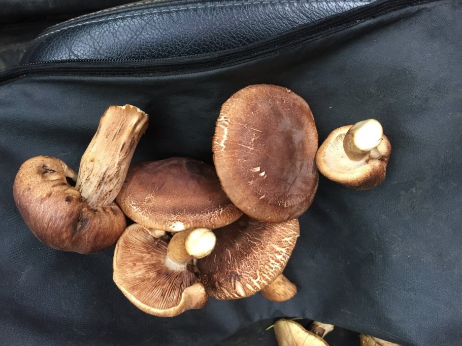 Рядовка чешуйчатая tricholoma imbricatum