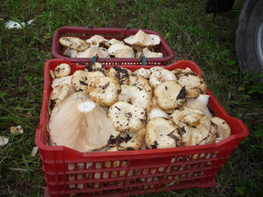 Гриб белый груздь