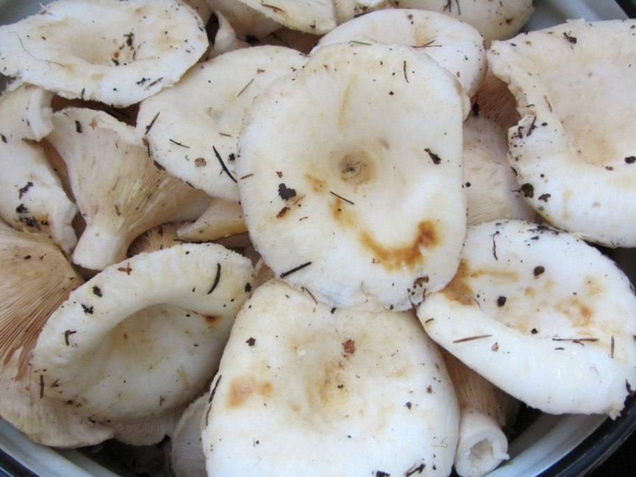 Грузди сырые соленые