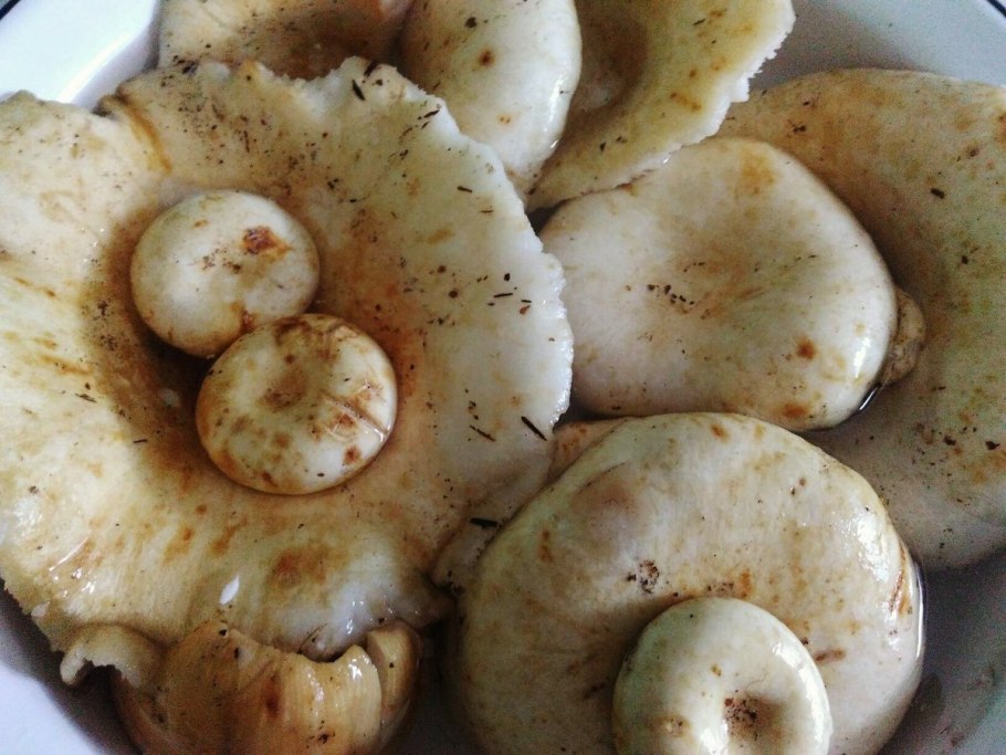 Правский груздь