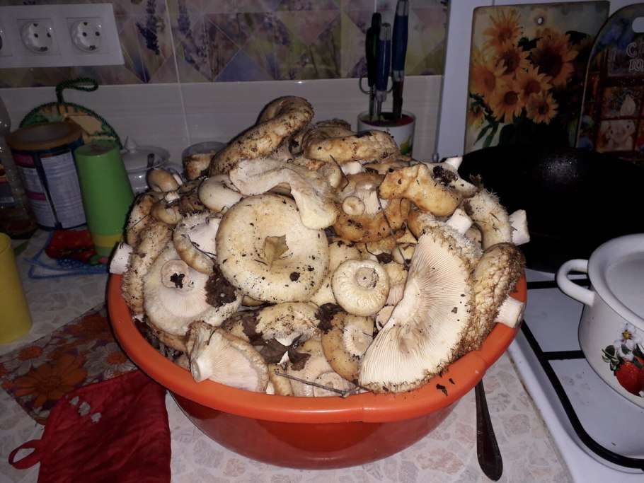 Волнушки грузди соленые