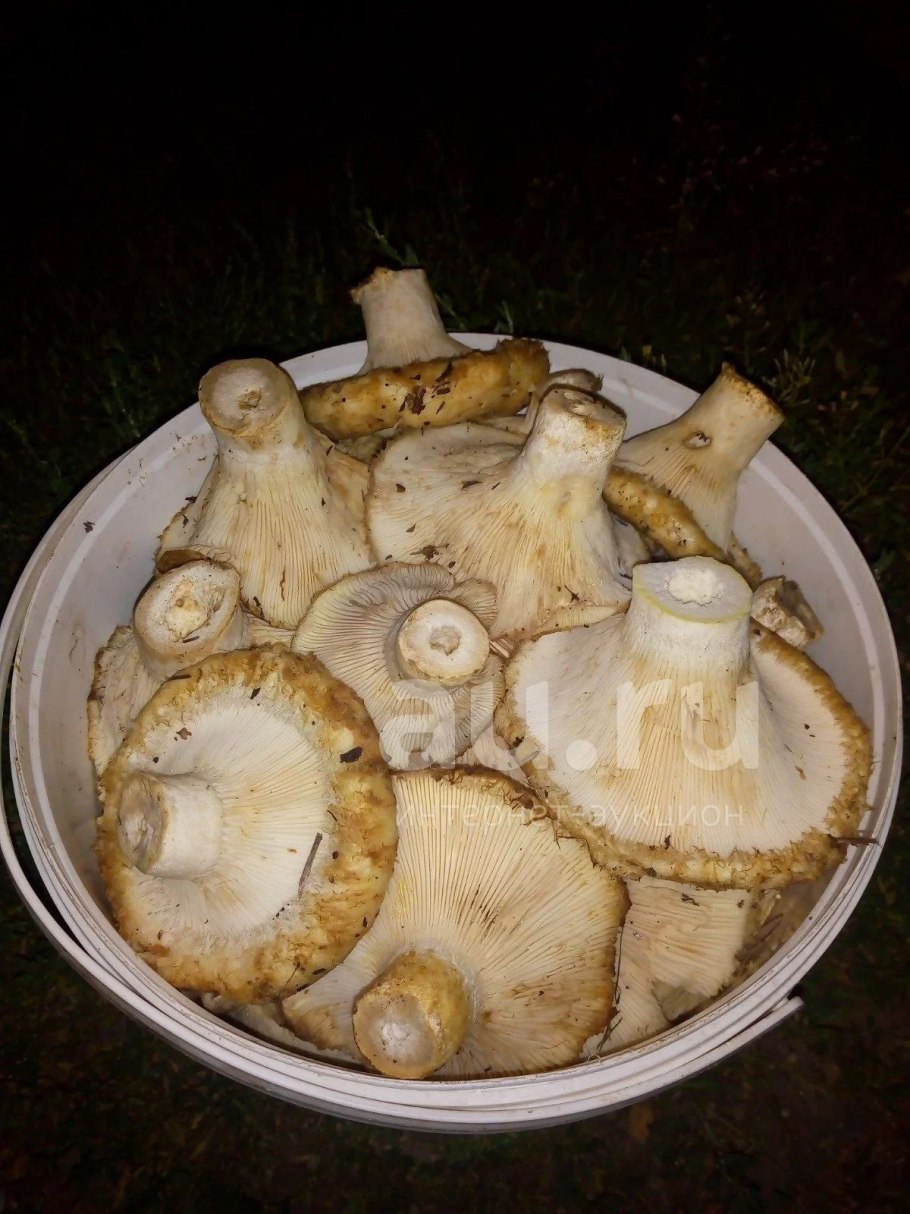 Гриб правский груздь