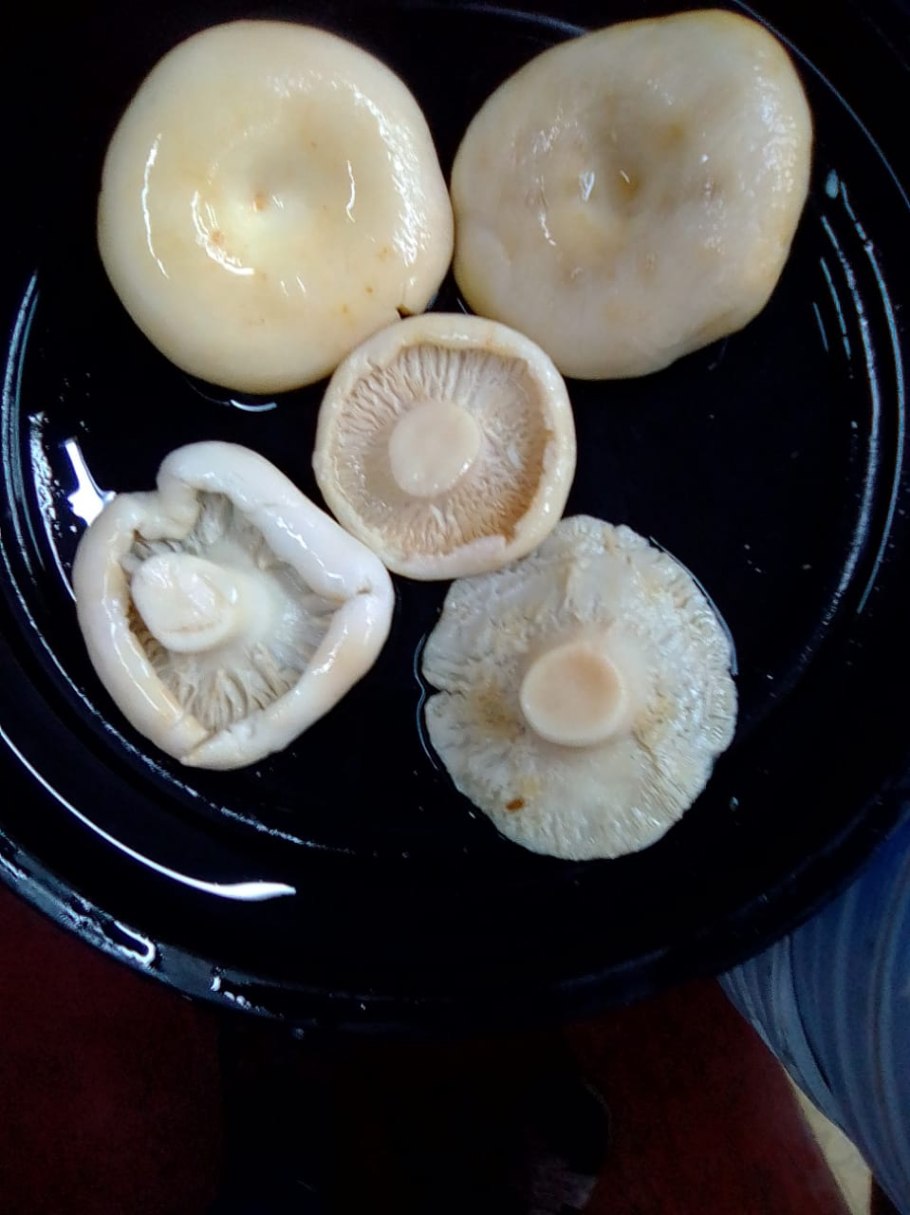 Скрипица . Подгруздок белый