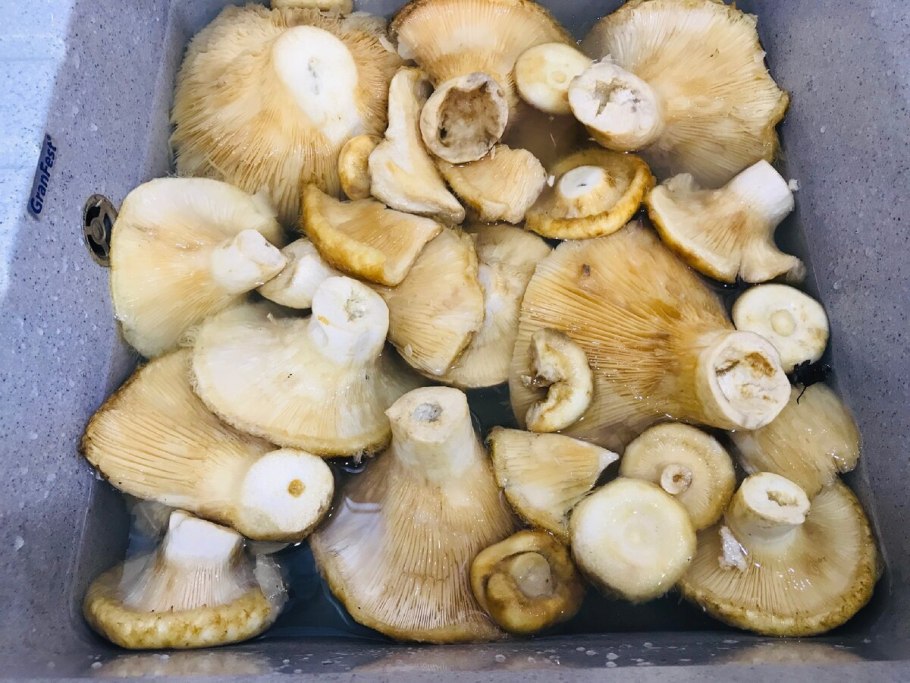 Гриб правский груздь