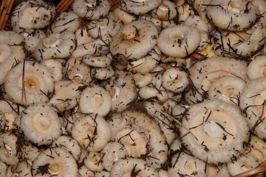 Грибы грузди сырые