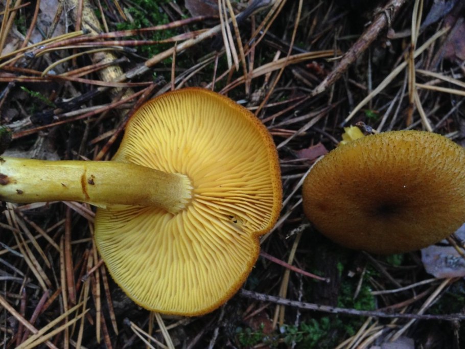Рядовка зелёная ( Tricholoma equestre ).