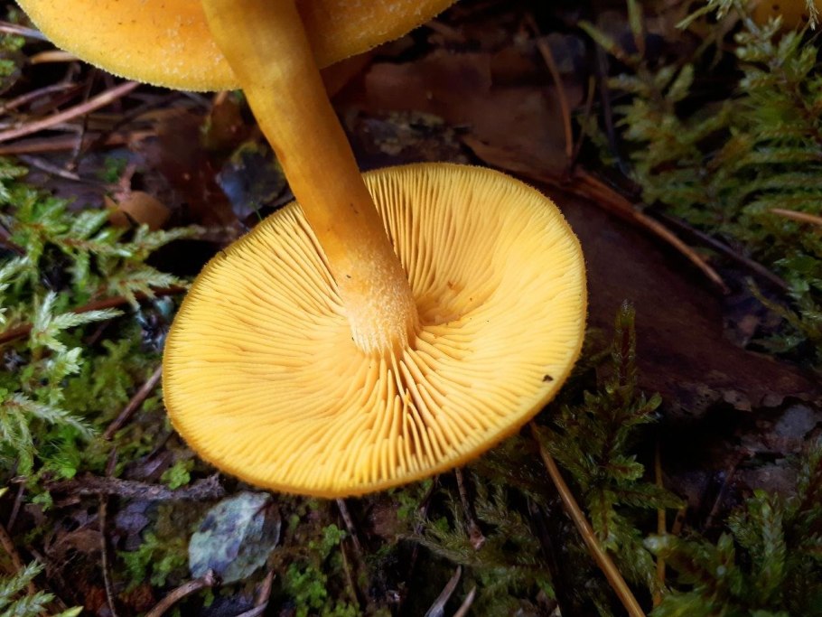 Зеленушка (Tricholoma equestre)