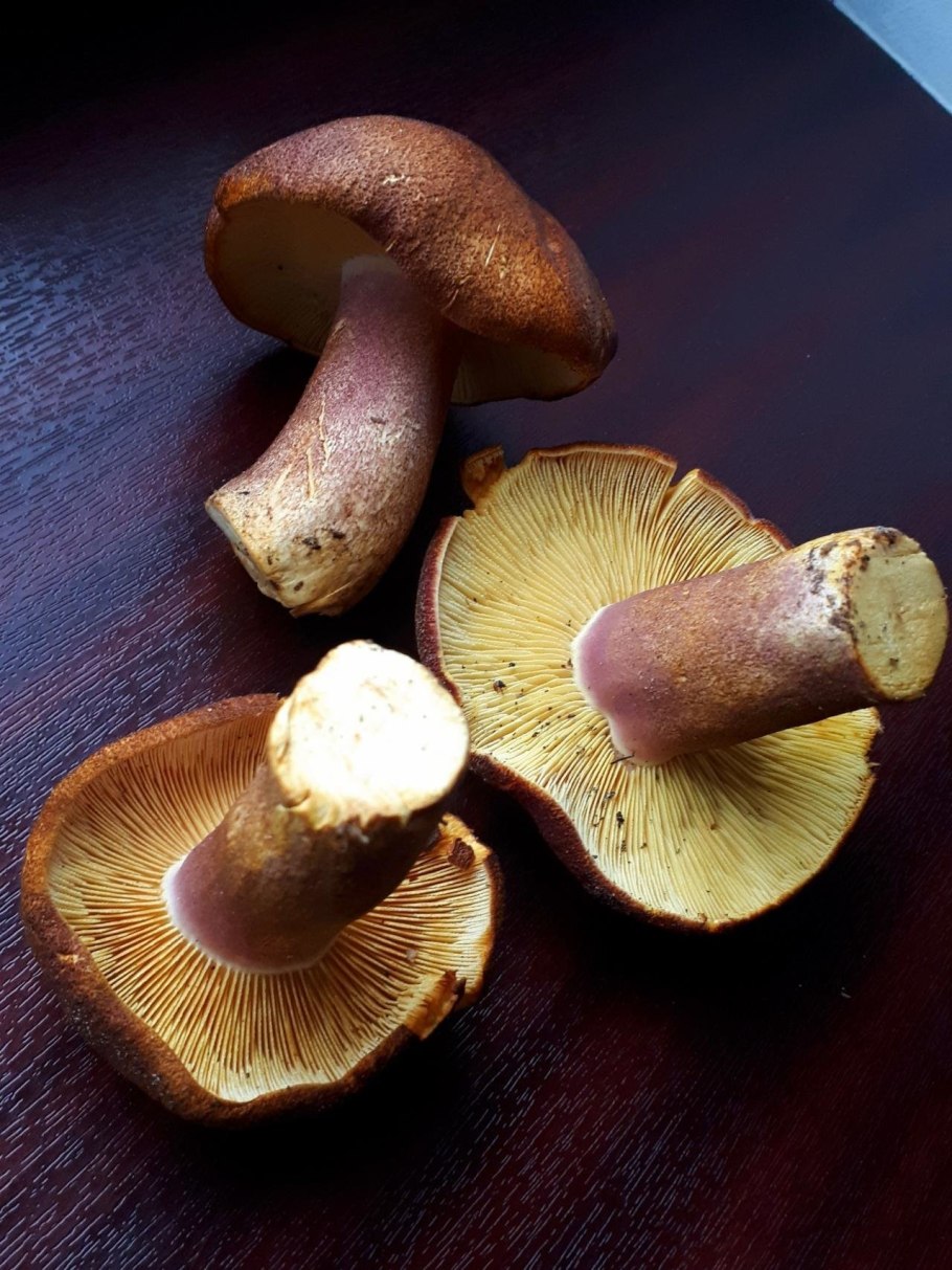 Tricholomopsis rutilans