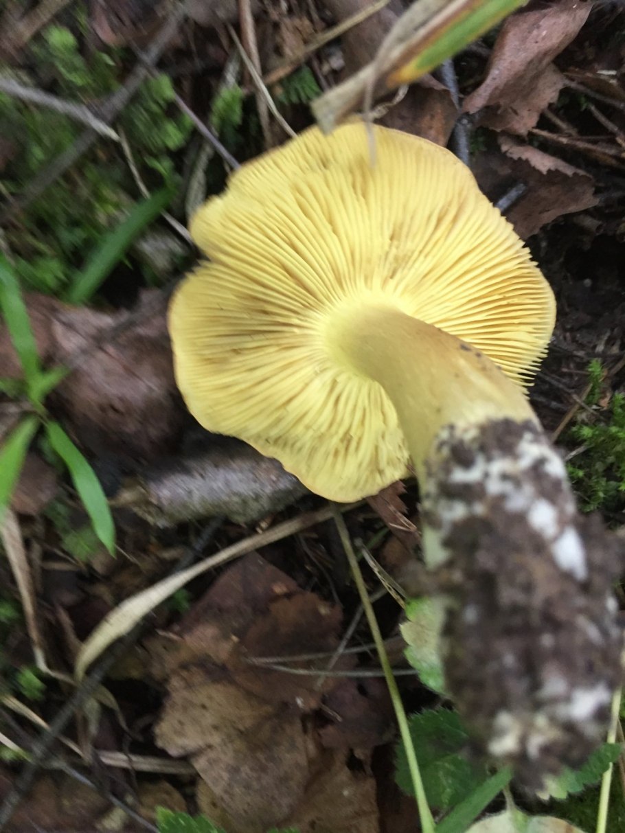 Рядовка Осиновая Tricholoma frondosae
