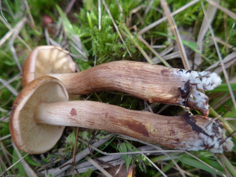 Рядовка буро-желтая Tricholoma fulvum
