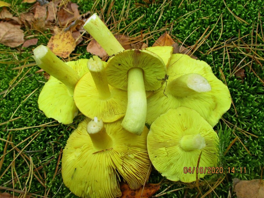 Зеленушка (Tricholoma equestre)