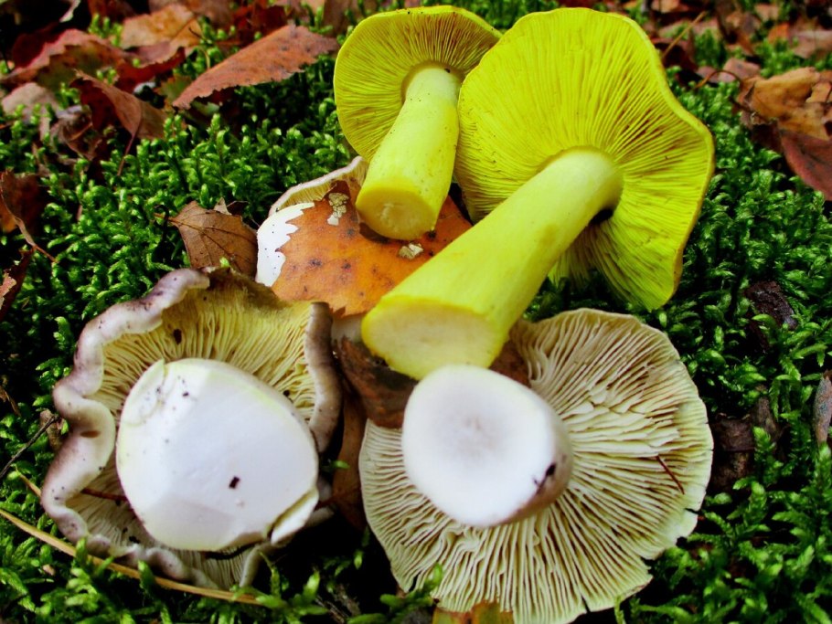 Рядовка жёлто-бурая съедобная