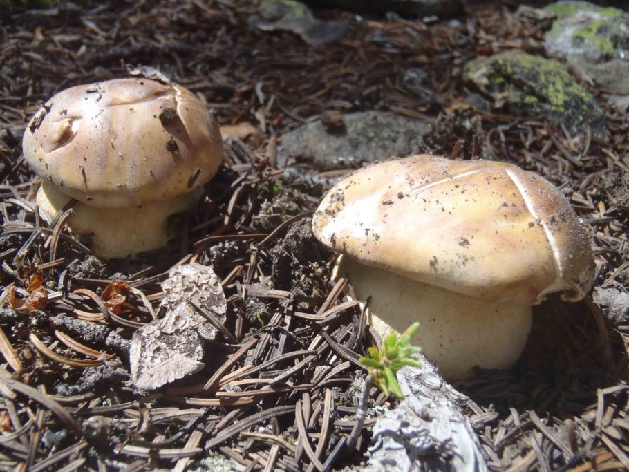 Лиофиллум скученный Lyophyllum decastes