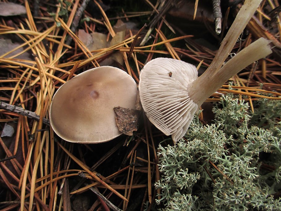 Рядовка серая Tricholoma portentosum.