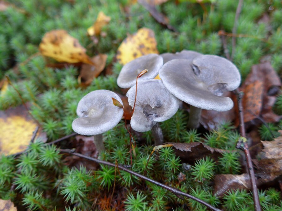 Съедобные грибы осени