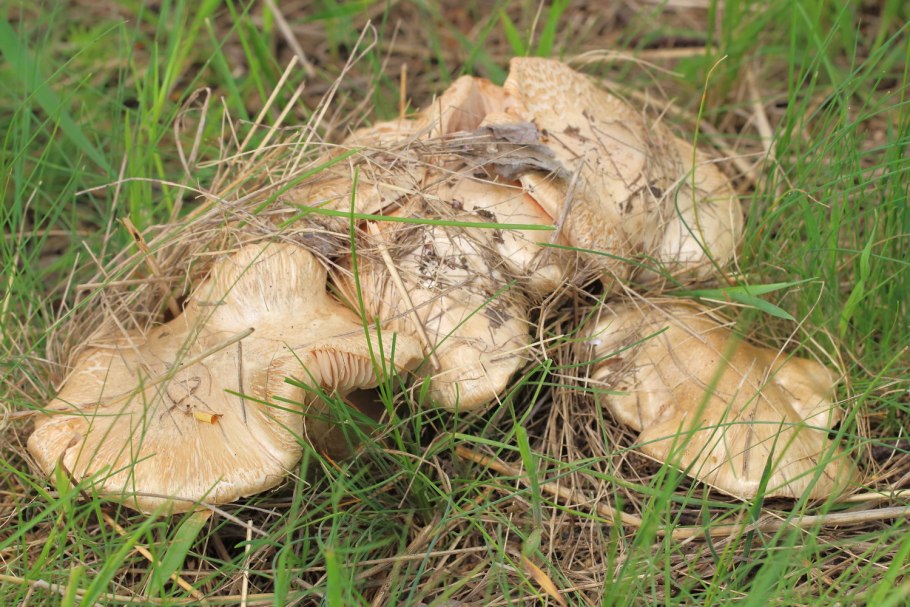 Рядовка землисто серая съедобная