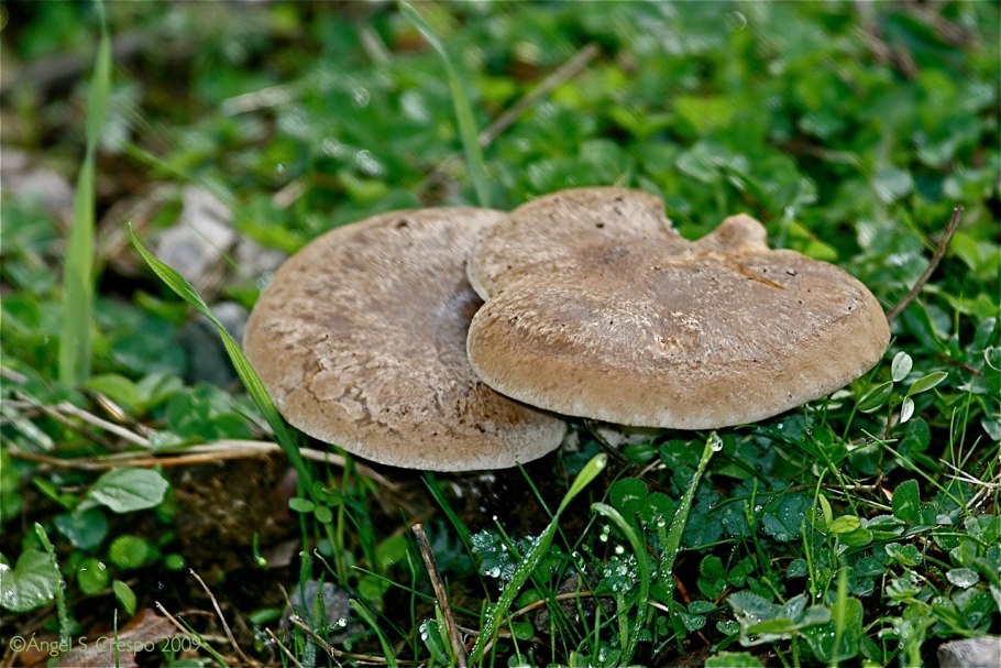 Рядовка скученная Lyophyllum decastes