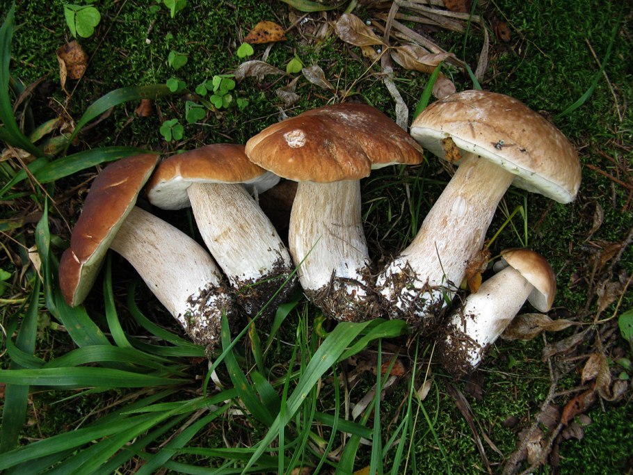 Грибы Энеки