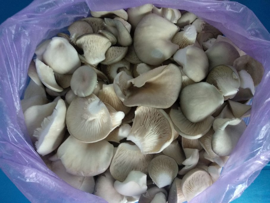 Грибы Крыма опята степные