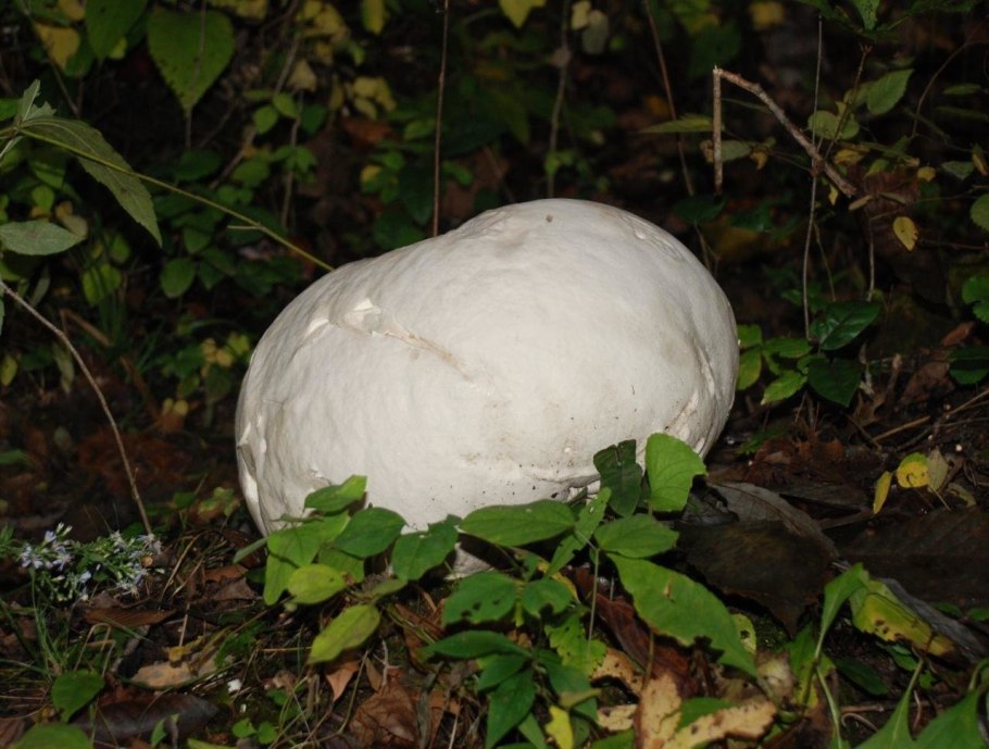 ГОЛОВАЧ продолговатый (Calvatia excipuliformis)
